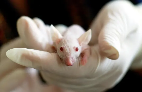rat control service image